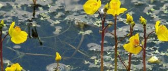 One of the carnivorous plants is bladderwort