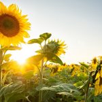 The danger of sunflower for allergy sufferers, photo