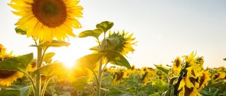 The danger of sunflower for allergy sufferers, photo