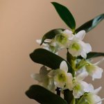 Description of the Dendrobium Nobile plant and its care