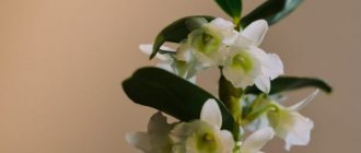 Description of the Dendrobium Nobile plant and its care