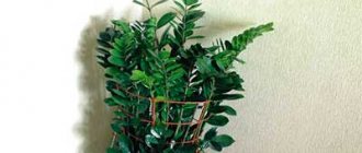 Support-for-zamioculcas-photo