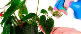 spraying-anthurium-photo