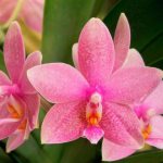 Orchids are versatile when grown at home, and most of them do not require significant care