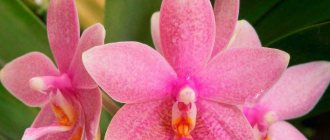 Orchids are versatile when grown at home, and most of them do not require significant care