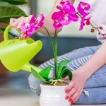 Orchid - home care