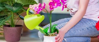 Orchid - home care