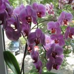 Phalaenopsis orchid