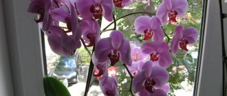 Phalaenopsis orchid