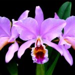 Cattleya orchid: features of the variety and proper care