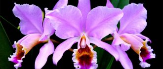 Cattleya orchid: features of the variety and proper care