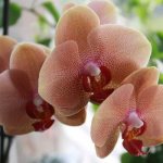 Orchid &quot;Legato&quot;