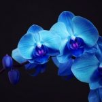 blue orchid photo