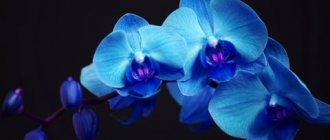 blue orchid photo