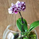 Orchid in glass