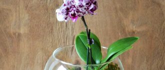 Orchid in glass