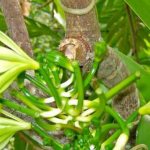 Vanilla orchid with trimmed stems