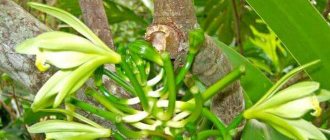 Vanilla orchid with trimmed stems