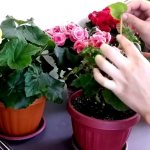 autumn care for begonias in pots