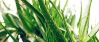 Features of Aloe Vera