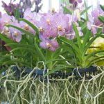 Features of the Crown pot for orchids