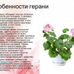 Features of pelargonium