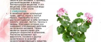 Features of pelargonium