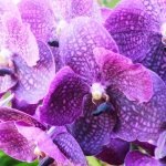 Features of watering orchids in winter