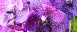 Features of watering orchids in winter