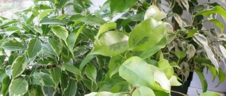 Features of growing ficus