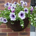 Special care for petunia in a flowerpot - and here it is blooming and lush!