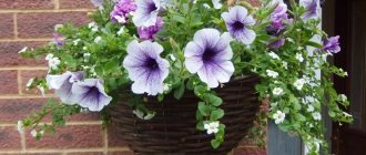 Special care for petunia in a flowerpot - and here it is blooming and lush!