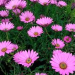 Osteospermum pink