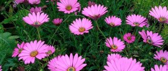 Osteospermum pink