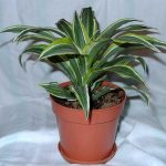 Sharp, variegated leaves on Dracaena variety Deremskaya