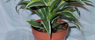 Sharp, variegated leaves on Dracaena variety Deremskaya