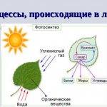 освещение для растений