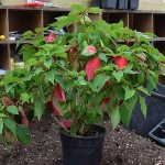 poinsettia has bloomed