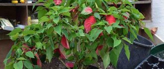 poinsettia has bloomed