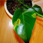 Burns on anthurium leaves - spots