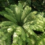 fern planting and care in open ground in autumn