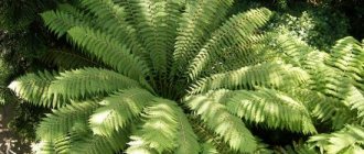 fern planting and care in open ground in autumn