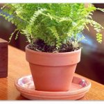 Fern in a pot.