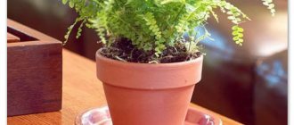 Fern in a pot.