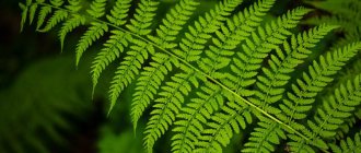 Fern