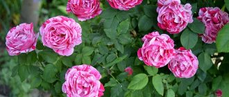 Park rose - what is it, what does it look like, the difference from hybrid tea and climbing varieties