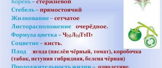 Пасленовые растения. Список, фото, названия декоративные, дикорастущие, культурные, ядовитые