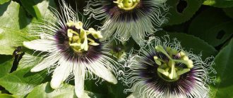 passiflora edible maestro