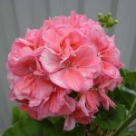 Pelargonium martha