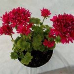 Pelargonium sutarves bosna